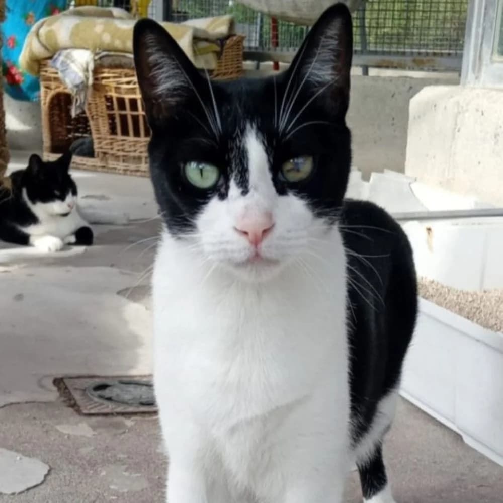Kira, European Shorthair for adoption at Centro de Proteccion Animal de Madrid, Madrid
