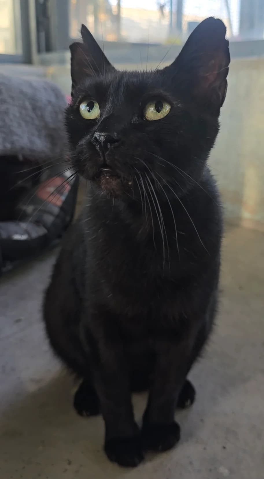 Tito, male senior European Shorthair for adoption at Centro de Proteccion Animal de Madrid, Madrid