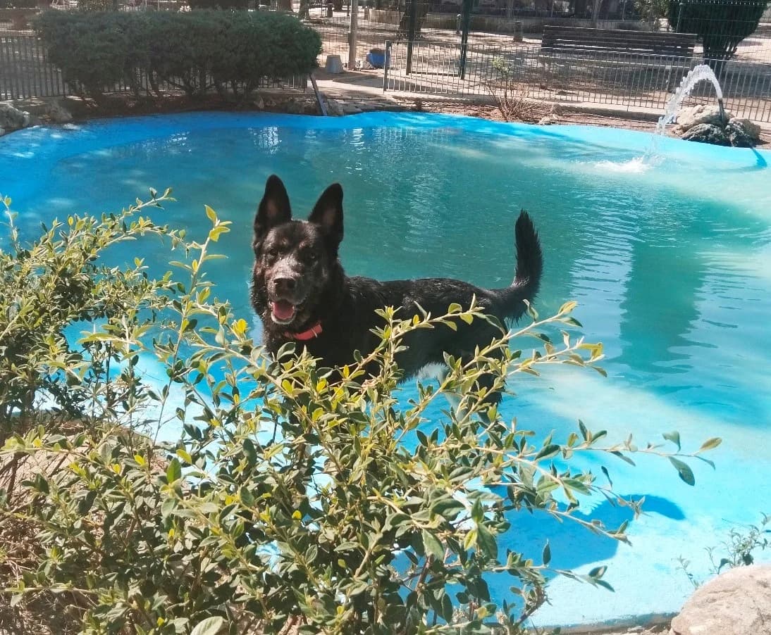 Thor, Mixed Breed for adoption at Centro de Proteccion Animal de Madrid, Madrid
