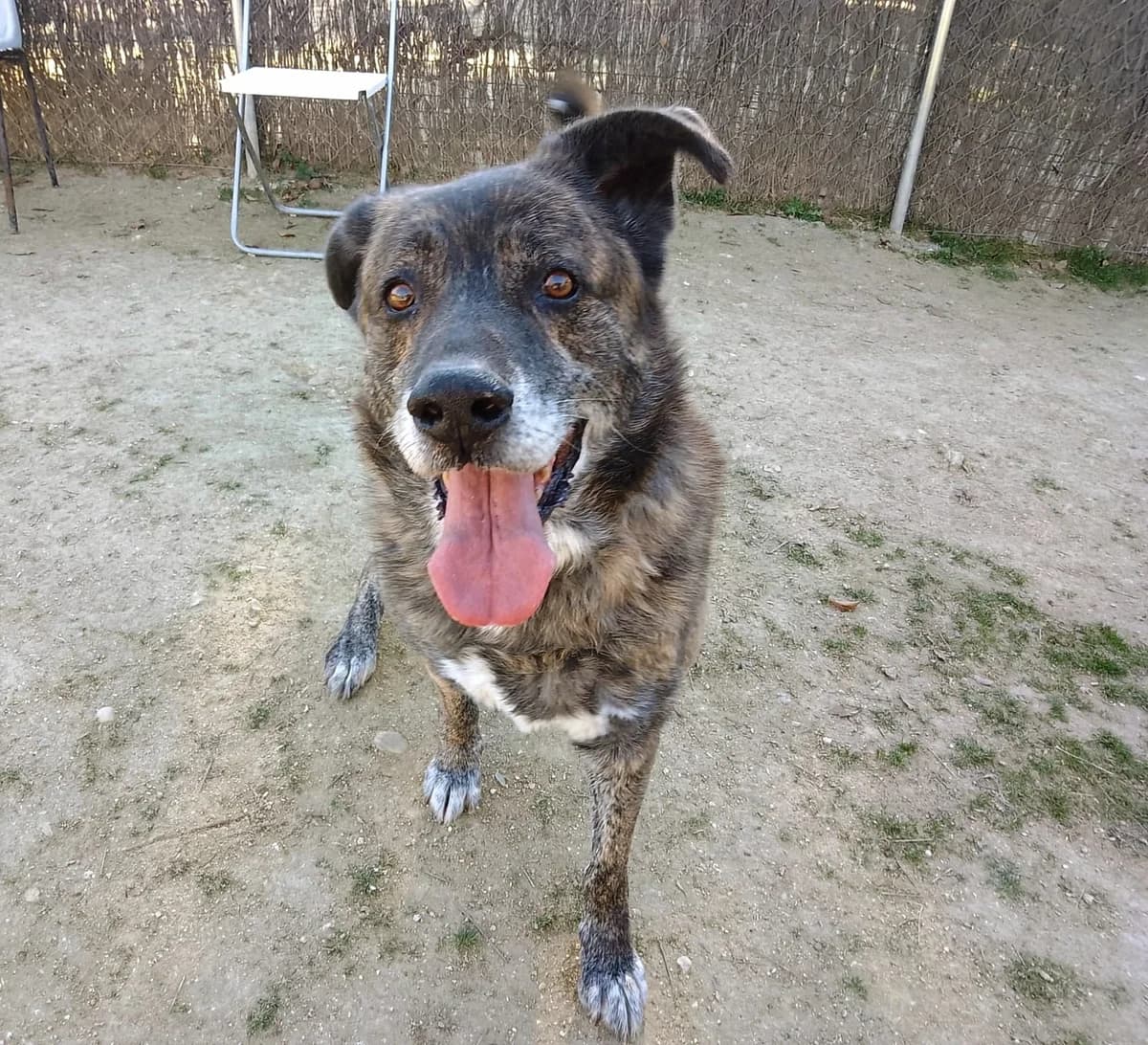 Tigre, senior Mixed Breed for adoption at Centro de Proteccion Animal de Madrid, Madrid
