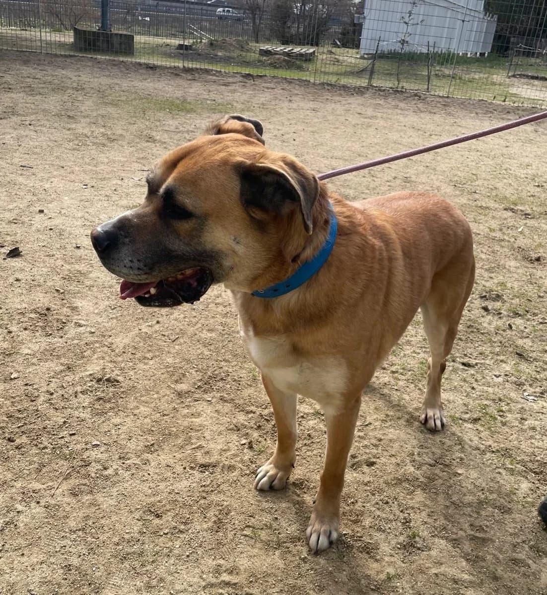 Koda, Mixed Breed for adoption at Centro de Proteccion Animal de Madrid, Madrid