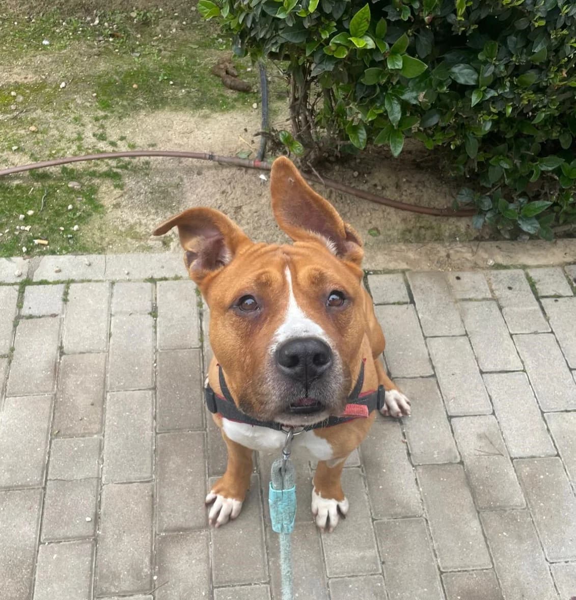 Draco, American Staffordshire Terrier for adoption at Centro de Proteccion Animal de Madrid, Madrid