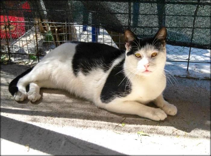 Ojitos, male Mixed Breed for adoption at Adopciones La Madrilena, Madrid