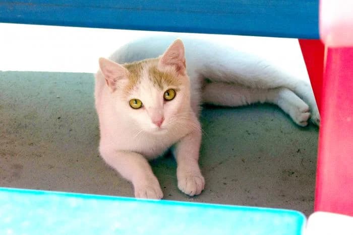 Perla, female Mixed Breed for adoption at Adopciones La Madrilena, Madrid