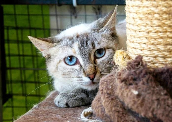 Kaori, female Mixed Breed for adoption at Adopciones La Madrilena, Madrid