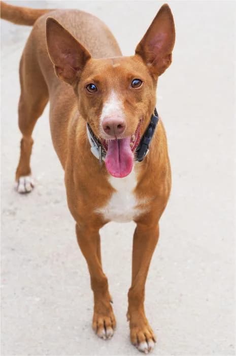 Oman, male 5yo Podenco for adoption at Adopciones La Madrilena, Madrid