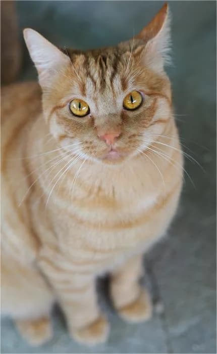 Beny, male Mixed Breed for adoption at Adopciones La Madrilena, Madrid