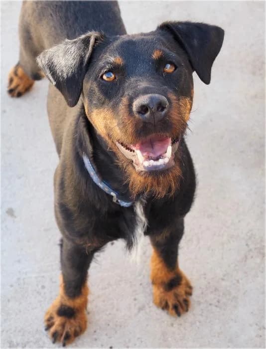 Rocky, male 3yo Mixed Breed for adoption at Adopciones La Madrilena, Madrid