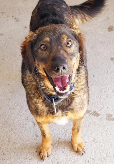 Jerry, male 3yo Mixed Breed for adoption at Adopciones La Madrilena, Madrid