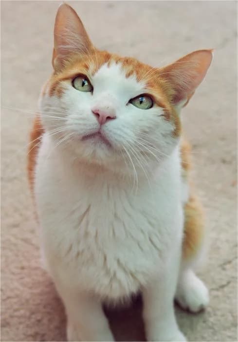 Jengibre, male Mixed Breed for adoption at Adopciones La Madrilena, Madrid