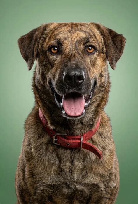 Alaska, female 5yo Mixed Breed for adoption at Adopciones La Madrilena, Madrid