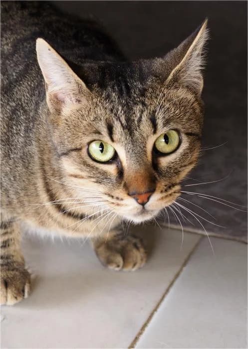 Kika, female Mixed Breed for adoption at Adopciones La Madrilena, Madrid