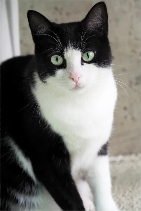 Carminchi, female Mixed Breed for adoption at Adopciones La Madrilena, Madrid