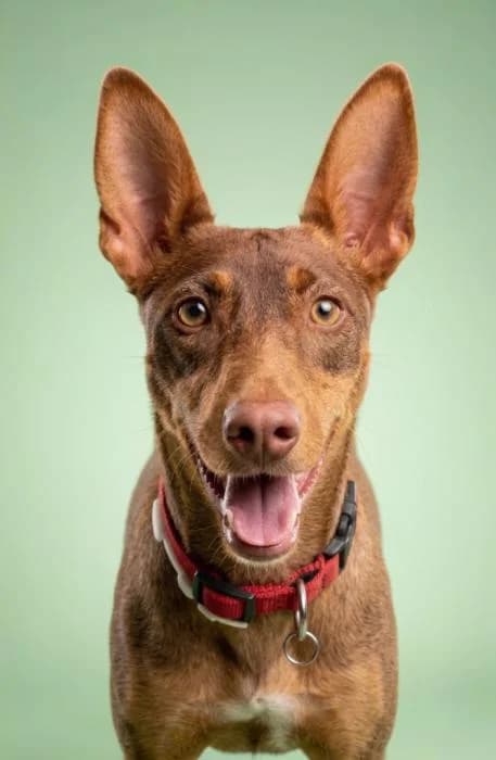 Nova, female young Podenco for adoption at Adopciones La Madrilena, Madrid