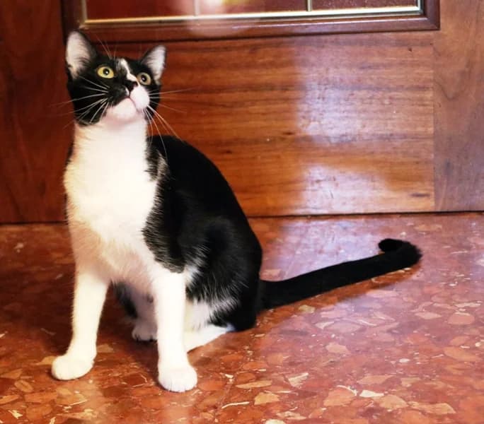 Abby, female 4yo Mixed Breed for adoption at Adopciones Felinas Valencia