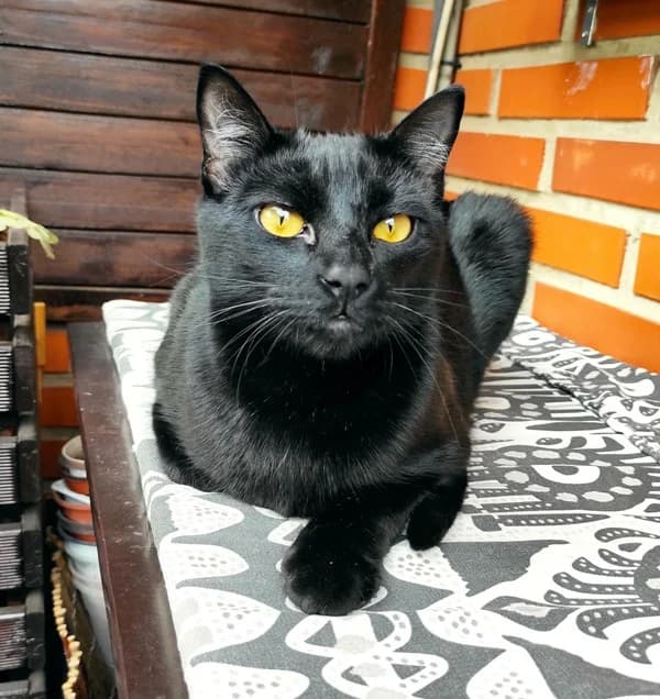 Abdou, male 4yo Mixed Breed for adoption at Adopciones Felinas Valencia