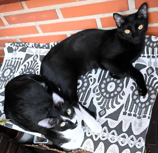 Abdou y Abby, female 4yo Mixed Breed for adoption at Adopciones Felinas Valencia