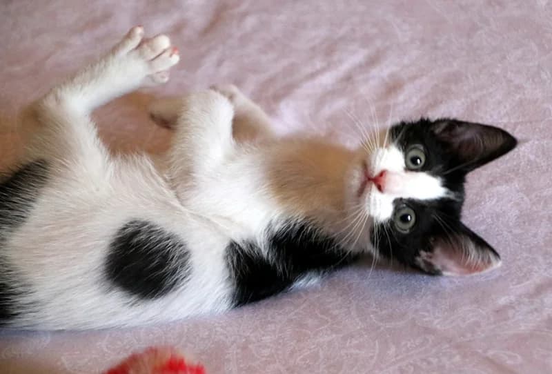 Adita, female puppy Mixed Breed for adoption at Adopciones Felinas Valencia