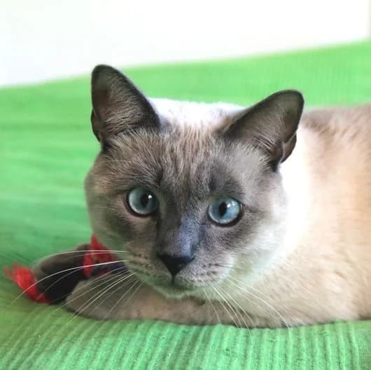 Austin, male 7yo mixed breed for adoption at Adopciones Felinas Valencia