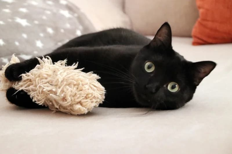 Bongo, male 3yo Mixed Breed for adoption at Adopciones Felinas Valencia