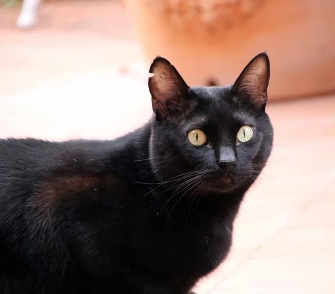 CarbΓ³n, male senior Mixed Breed for adoption at Adopciones Felinas Valencia