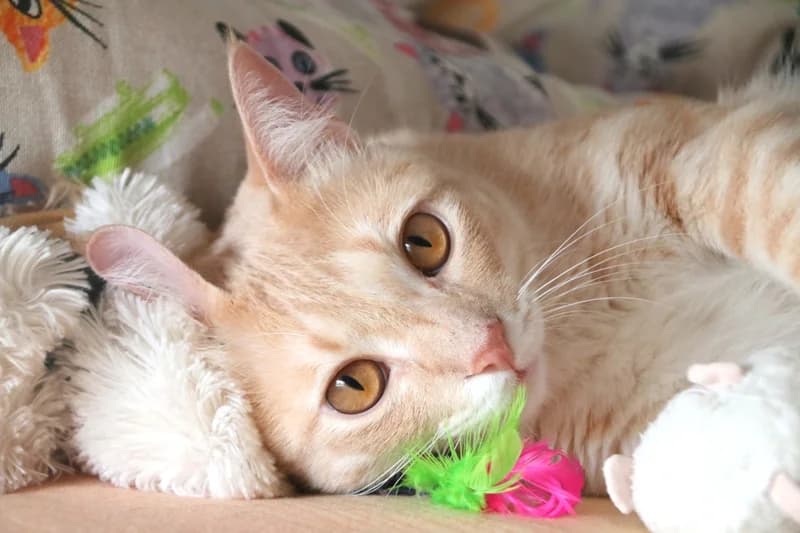 Chai, male 3yo Mixed Breed for adoption at Adopciones Felinas Valencia