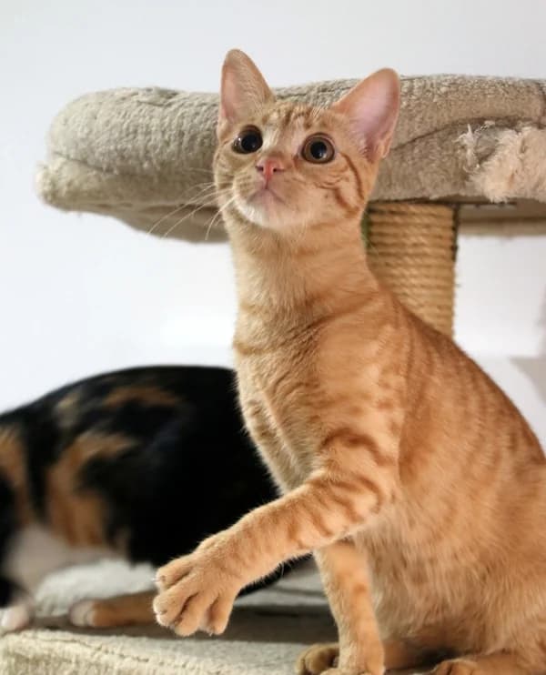 Etna, female young Mixed Breed for adoption at Adopciones Felinas Valencia