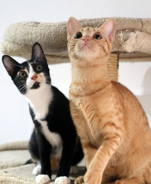 Etna y Etnia, female Mixed Breed for adoption at Adopciones Felinas Valencia