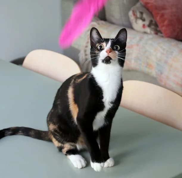 Etnia, female young Mixed Breed for adoption at Adopciones Felinas Valencia