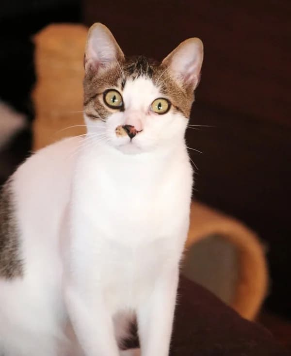 Keitel, male young Mixed Breed for adoption at Adopciones Felinas Valencia