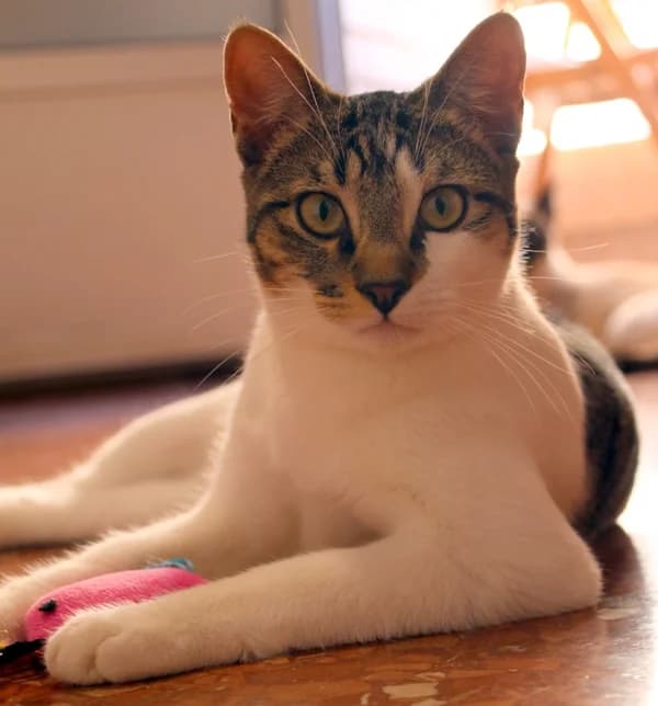 Kurtis, male young Mixed Breed for adoption at Adopciones Felinas Valencia