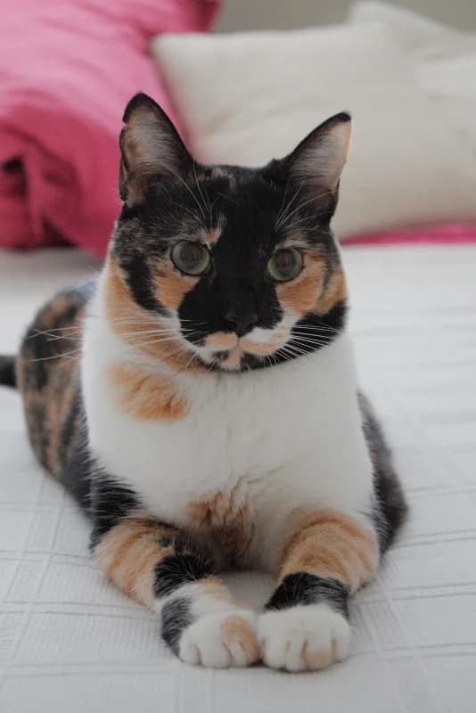 Leyre, female 5yo Mixed Breed for adoption at Adopciones Felinas Valencia