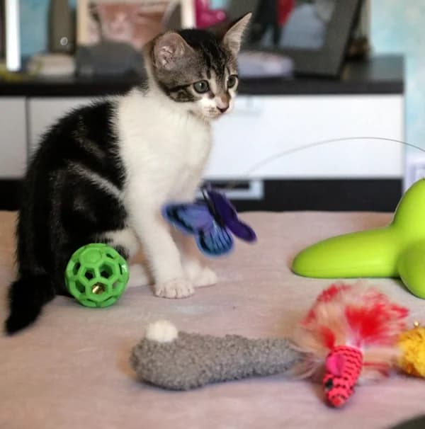LolΓn, female puppy Mixed Breed for adoption at Adopciones Felinas Valencia