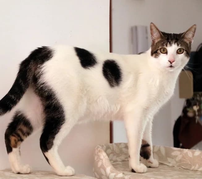 Mateu, male young Mixed Breed for adoption at Adopciones Felinas Valencia