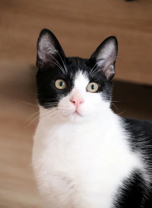 MatΓas, male young Mixed Breed for adoption at Adopciones Felinas Valencia