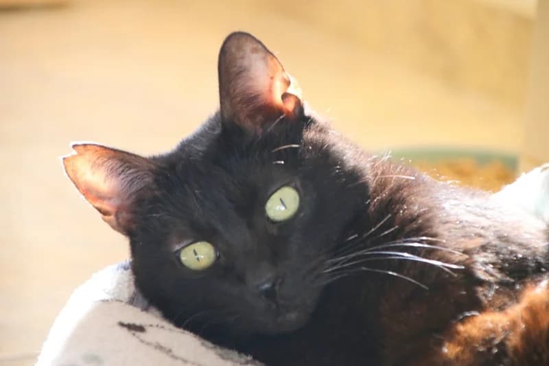Milo, male young Mixed Breed for adoption at Adopciones Felinas Valencia