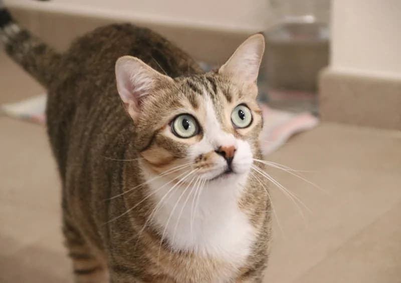 Monroe, male 4yo Mixed Breed for adoption at Adopciones Felinas Valencia