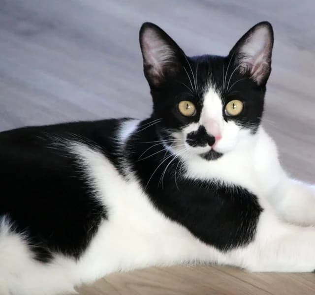 Nove, male young Mixed Breed for adoption at Adopciones Felinas Valencia