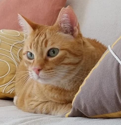 Otto, male 7yo Mixed Breed for adoption at Adopciones Felinas Valencia