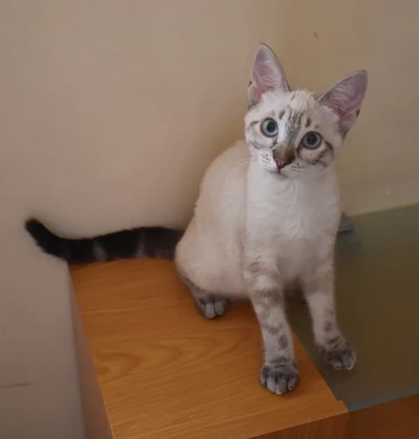 Pili, female puppy mixed breed for adoption at Adopciones Felinas Valencia