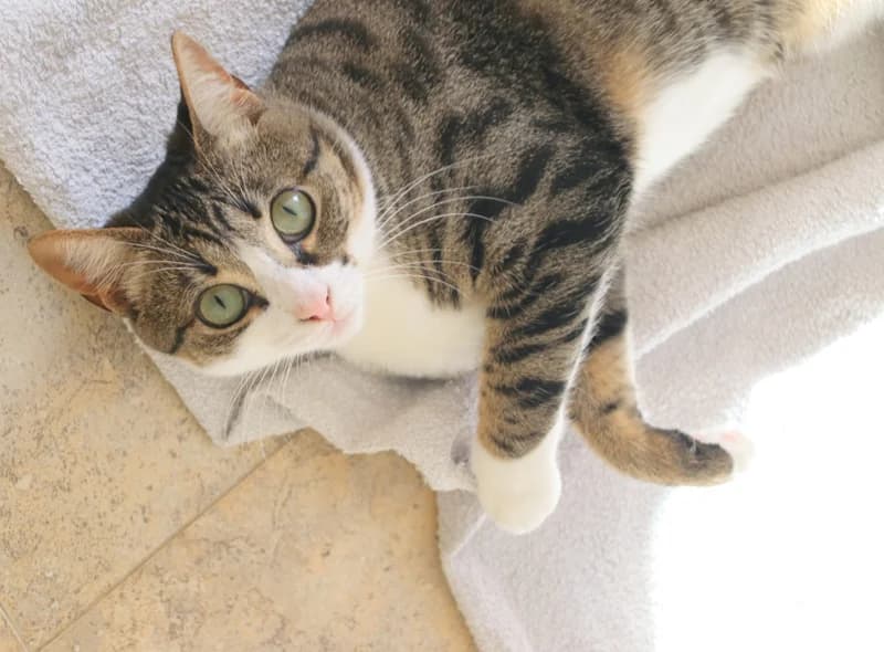 Pitu, female young Mixed Breed for adoption at Adopciones Felinas Valencia