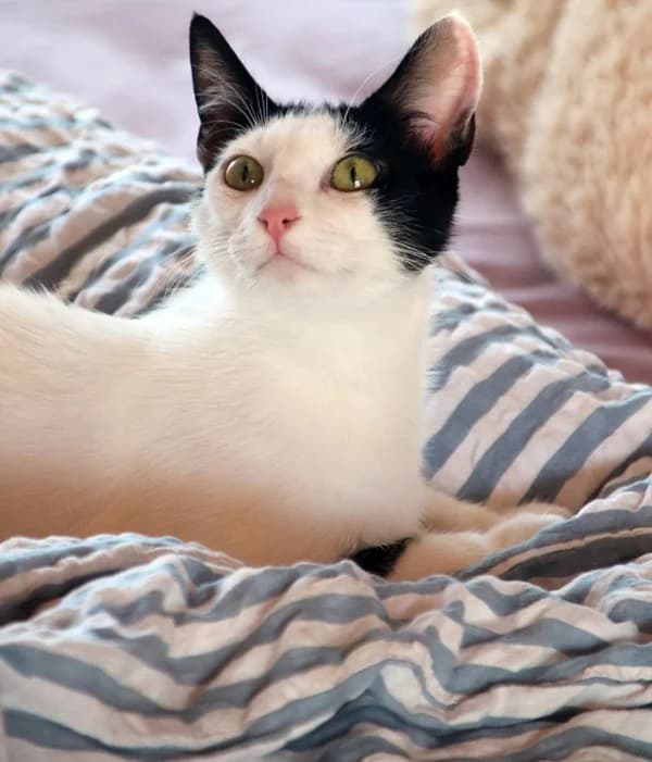 Salima, female young Mixed Breed for adoption at Adopciones Felinas Valencia