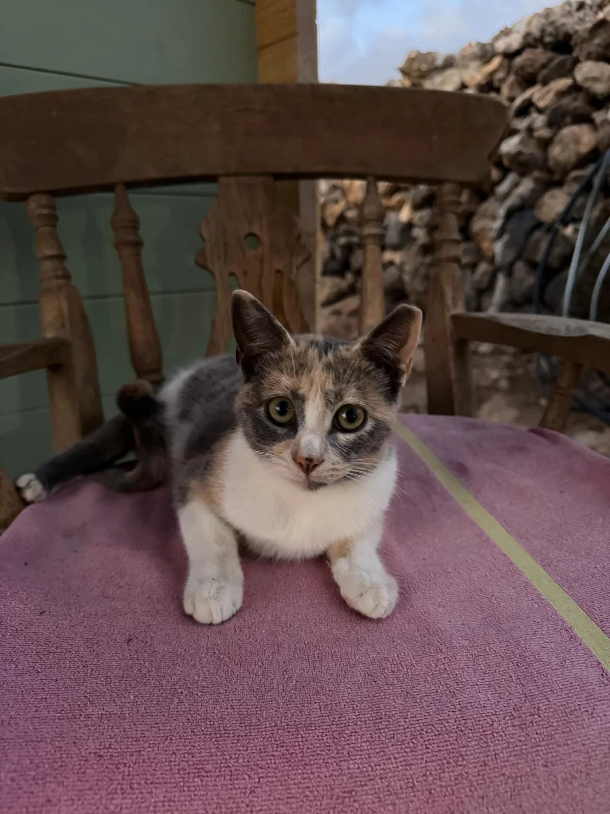 Pitaya, female Mixed Breed for adoption at Refugio Acción del Sol Tenerife