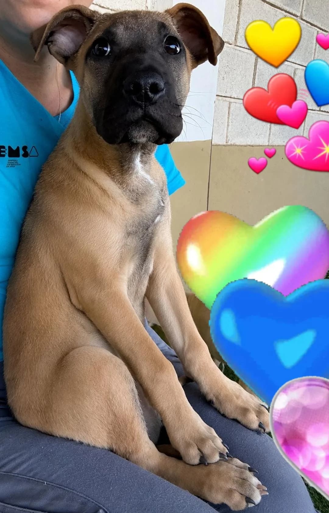 Tinki, male Mixed Breed for adoption at Refugio Acción del Sol Tenerife