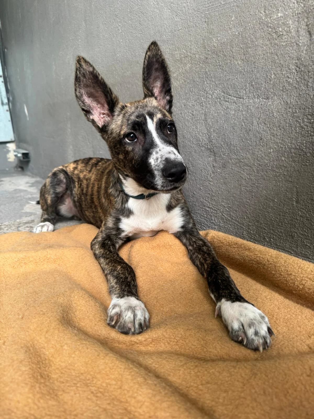Yoga, female Mixed Breed for adoption at Refugio Acción del Sol Tenerife