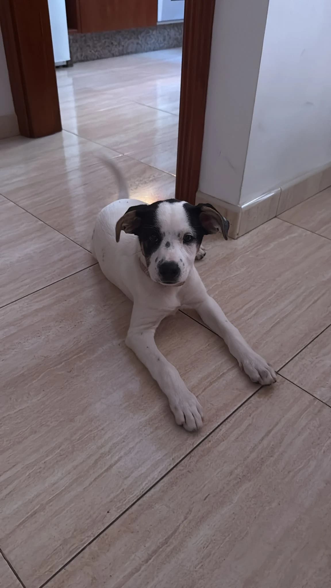 Cala, female Mixed Breed for adoption at Refugio Acción del Sol Tenerife
