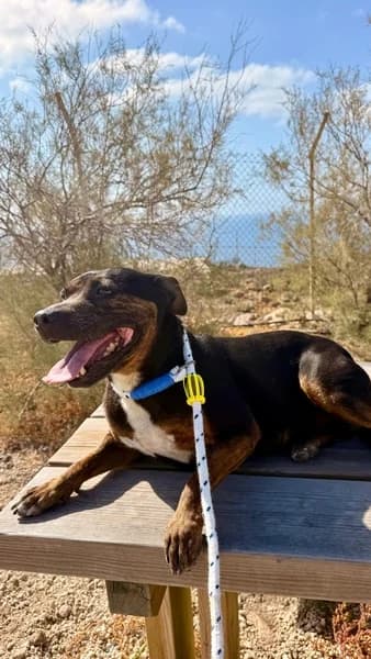 Cher, female Mixed Breed for adoption at Refugio Acción del Sol Tenerife