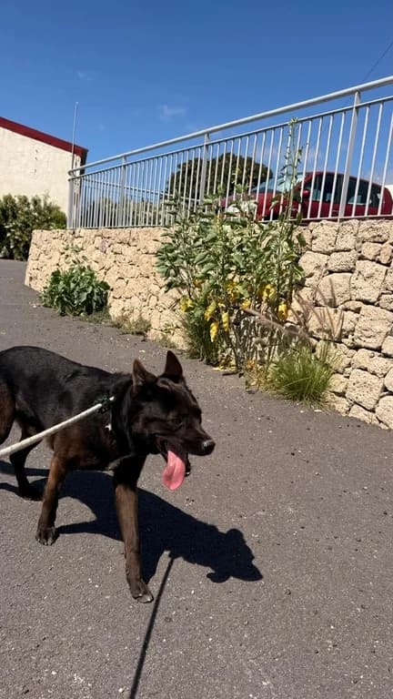 Elliot, male Mixed Breed for adoption at Refugio Acción del Sol Tenerife