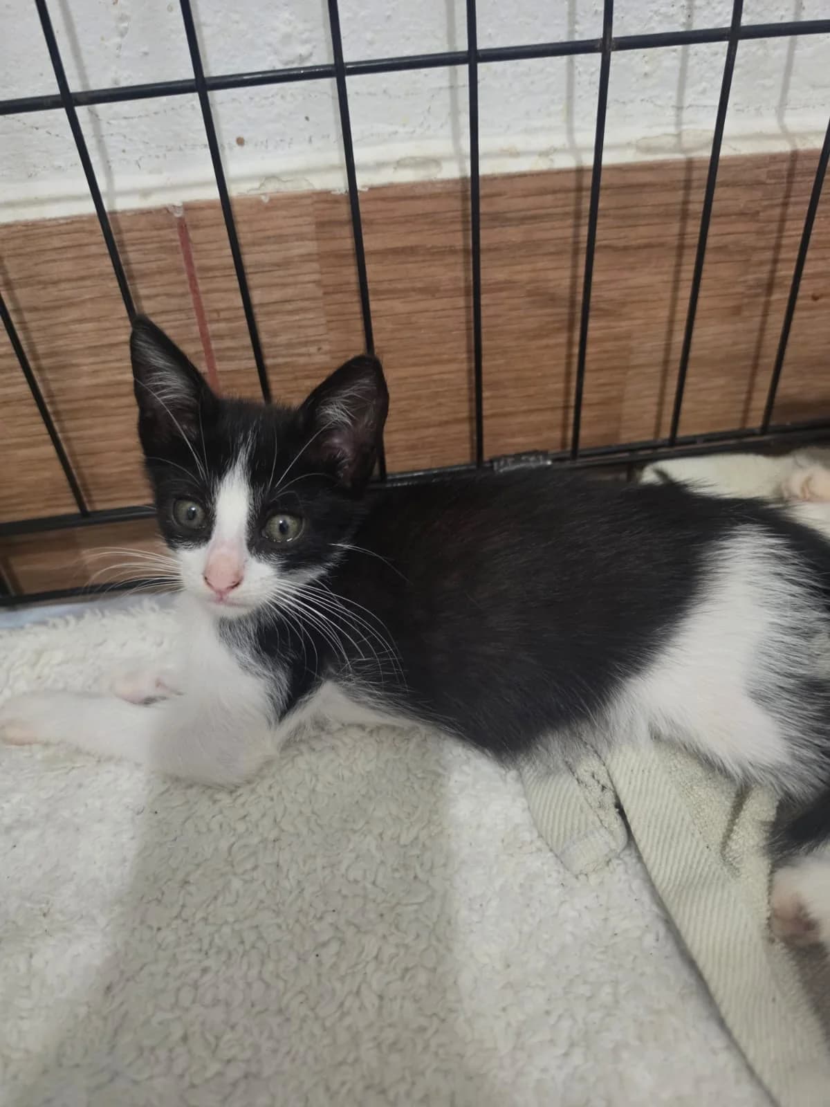 Oreo, male Mixed Breed for adoption at Refugio Acción del Sol Tenerife
