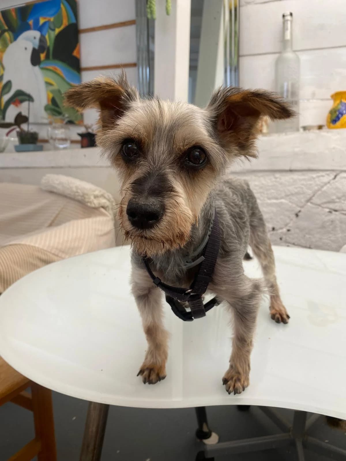 Nino, male Mixed Breed for adoption at Refugio Acción del Sol Tenerife